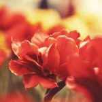 دانلود آهنگ بیر گوزله ورولدوم ددیم اونا دیمه دیمه اصغر کریمی