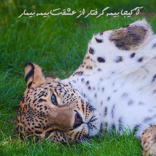 دانلود آهنگ آ کیجا بیمه گرفتار از عشقت بیمه بیمار