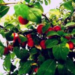 دانلود آهنگ مهدی فرجی گل اوپوم اوزونن هم قاشین هم گوزونن