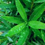 دانلود آهنگ سلام فرمانده سید علی دهه نودی ها را فراخوانده