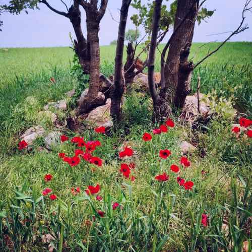 دانلود آهنگ رازق مهبودی دونه دونه ی من دلبر یدونه ی من دانلود آهنگ رازق مهبودی دونه دونه ی من دلبر یدونه ی من
