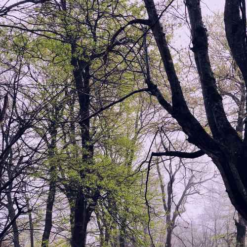 دانلود آهنگ هول هی هول هرجایی مه یکمی می رنین بو