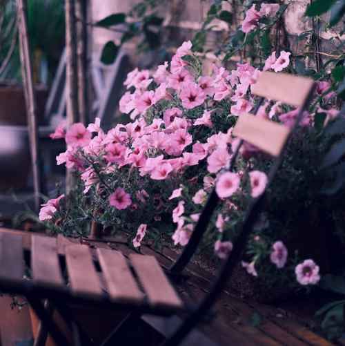 دانلود آهنگ آرتوش گل یاس