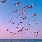 دانلود آهنگ سنا برزنجه نازداري مالان