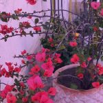 دانلود آهنگ گل منو اذیت نکنید