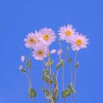 دانلود آهنگ کاروان خباتی ئاوایه ریگای عاشقان