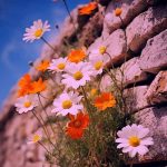 دانلود آهنگ سجاد رزمجو ای بو بو بو بومی