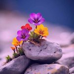 دانلود اهنگ این دسته گلا تقدیم بیبی