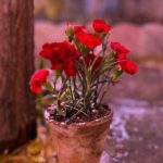 اهنگ ای دلبرم قدت بلنده چشات سیاهو موهات کمنده
