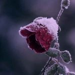 دانلود آهنگ میخونم شعر و آواز به یاد چیشا تو