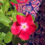 دانلود آهنگ پادشاه قلبمی چنی تو نازی