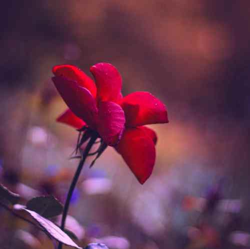 دانلود اهنگ جهان دیوونه ای بی دردسر میخواست