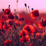 دانلود آهنگ قند و نباته کیجا چشم نخری ایشالله