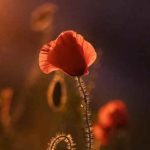 دانلود آهنگ میخوای بری سرو سامون بگیری