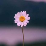 دانلود آهنگ خسته ام ای روزگار خسته ام ای زندگی
