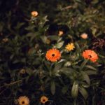 دانلود آهنگ بخوا خوشه بخوا ام حاله خوشه