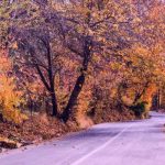 دانلود آهنگ دستامو ول نکن که اینجا پره گرگه