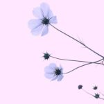 اهنگ دل مارا که بردی حلالت شود