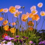 دانلود آهنگ تو مهربونی پاره جونی نیمه ماهی تو آسمونی
