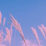 دانلود آهنگ داره جاذبه هوای بندر