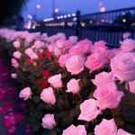 دانلود آهنگ دختر شیرازی جونم دختر شیرازی