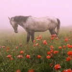 دانلود آهنگ هریگل هریگل سینش سفید مسلسل