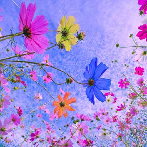 دانلود آهنگ نازتو من میخرم وای اگه باشی