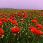 دانلود آهنگ کاروان خباتی خر بینایی دیده م