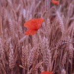 دانلود آهنگ با رنگ موهات دل میبری دسته به دسته