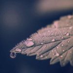 دانلود آهنگ با تو بارون دلم خواست