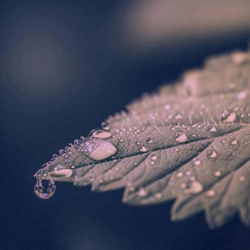 دانلود آهنگ با تو بارون دلم خواست