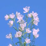 دانلود آهنگ سلام من به تو ای یار قدیمی چه دلدار نجیبی