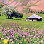 دانلود آهنگ پیشرو هورامی دوریه که ت شیواندمی