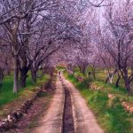 دانلود آهنگ الو الو الو الو خواهش کمه کیجا سازش کمه ته جا