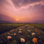 دانلود آهنگ دختر افغان قشنگ و دلربایی