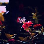 اهنگ ای وای گلم ای وای گلم ره