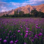 اهنگ تراختور منه جاندی