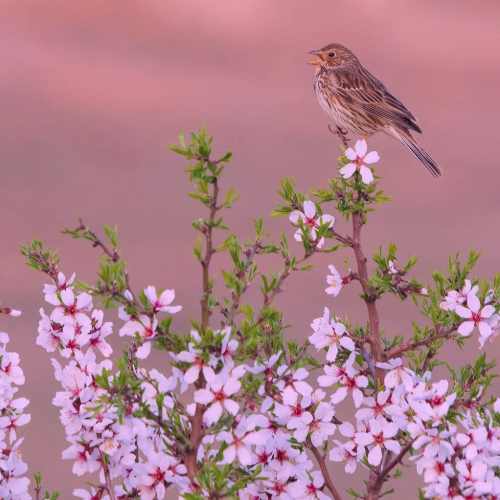 دانلود آهنگ تو افسانه عشقی تو قصه هایی