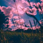 دانلود آهنگ آلاله ی من گل لاله ی من