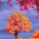 دانلود آهنگ ریزه ریزه ریزه ریزه دلم برا تو میریزه