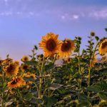 آهنگ اسم زیبای تو را زیر کتک لو دادم