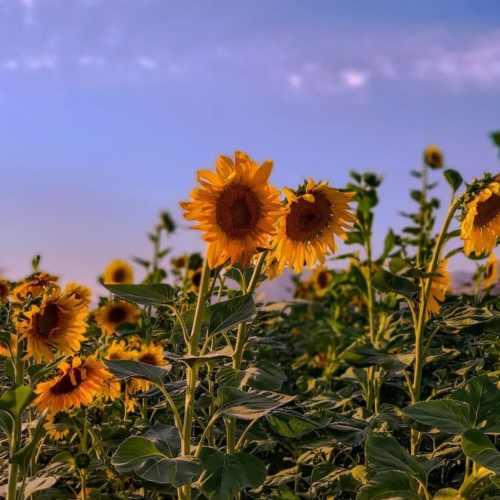 دانلود اهنگ اسم زیبای تو را زیر کتک لو دادم