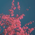 اهنگ گاسولینا از ددی یانکی