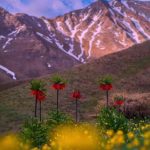 دانلود آهنگ روز نوروز بچینی گل سرخ