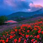 آهنگ نازلی مو بوره بوره عشق مو بی غروره