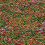 اهنگ ای چرخ گردون دلم رو کرده ای خون
