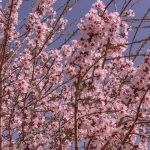دانلود آهنگ ابوذر خادمی شیرین شیرینوم