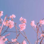 آهنگ آی دختر کابلی من یه ایرانی هستم