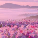 اهنگ ایچیرم من قفسین حکم ابد سالیغینا