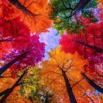 اهنگ وای وای رشید خان سردار کل قوچان